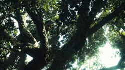 Até acabar com o diabo